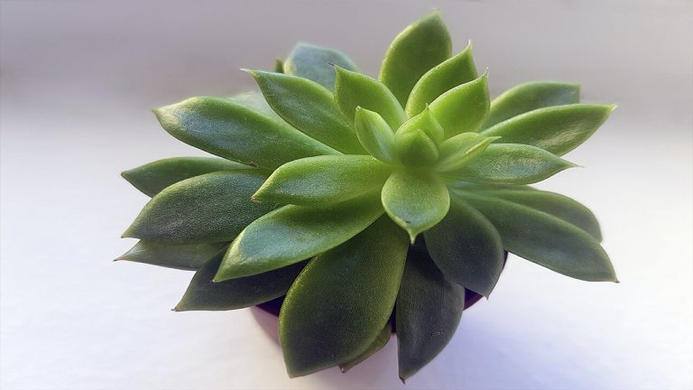 Lee más sobre el artículo Las plantas en el Feng Shui