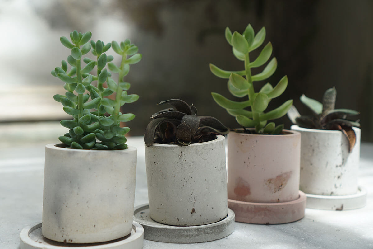 Plantas_01 Elemento madera