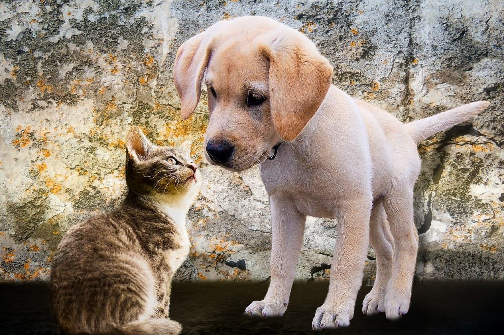 perro gato puppy animal domestico